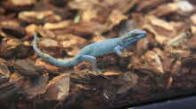 Lygodactylus williamsi