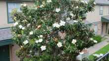Magnolia grandiflora