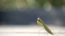 Mantis religiosa