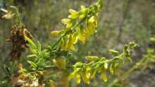 Melilotus officinalis