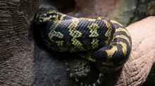 Morelia spilota