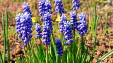 Muscari