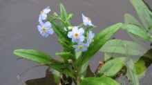 Myosotis scorpioides