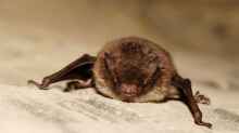 Myotis daubentonii