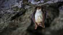 Myotis myotis