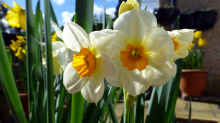 Narcissus