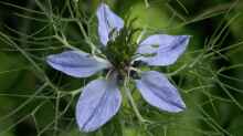 Nigella damascena