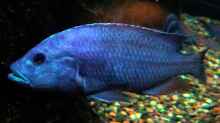 Nimbochromis