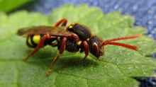 Nomada spec