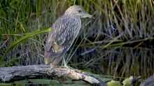 Nycticorax nycticorax