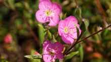 Oenothera rosea