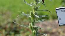 Oenothera versicolor