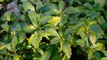 Pachysandra terminalis