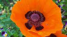 Papaver orientale