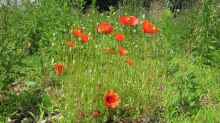 Papaver rhoeas