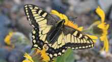 Papilio machaon