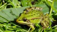 Pelophylax esculentus