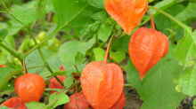 Physalis alkekengi