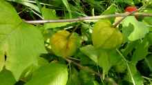 Physalis peruviana