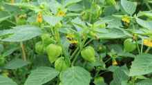 Physalis philadelphica