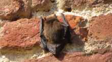 Pipistrellus pipistrellus