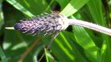 Plantago lanceolata