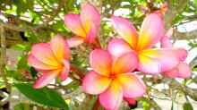 Plumeria rubra