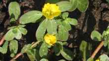 Portulaca oleracea