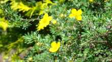 Potentilla fruticosa