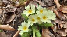 Primula vulgaris