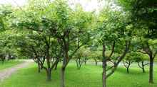 Prunus armenica