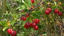 Prunus fruticosa