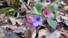 Pulmonaria officinalis