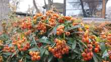 Pyracantha