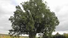 Quercus robur