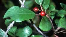 Rhamnus frangula