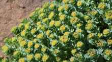 Rhodiola rosea