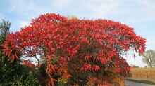 Rhus typhina