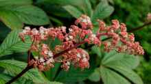 Rodgersia