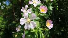 Rosa canina