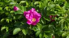 Rosa rugosa