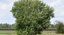 Salix caprea