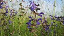 Salvia pratensis