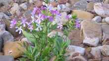 Saponaria officinalis