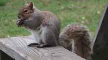 Sciurus carolinensis