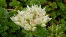 Sedum spurium