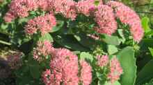 Sedum telephium