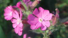 Silene dioica