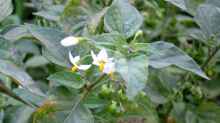 Solanum nigrum