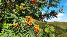 Sorbus aucuparia